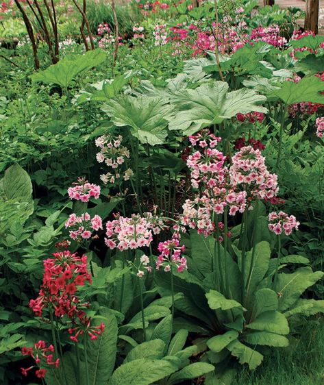 Spring Planting Ideas - FineGardening Spring Planting Ideas, Autumn Fern, List Inspiration, Virginia Bluebells, Spring Planting, Planting Ideas, Fine Gardening, Spring Plants, Dark Flowers