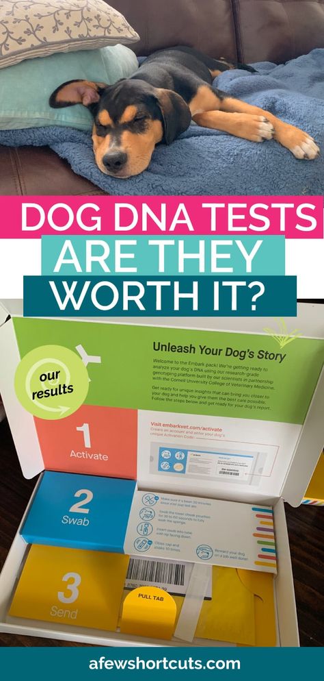 Human Medicine For Dogs, Human Medicine Safe For Dogs, Human Meds Safe For Dogs, Medicines Dogs Can Take, Dog Dna Test, Pitt Bull, Free Family Tree, Sick Dog, Genetic Testing