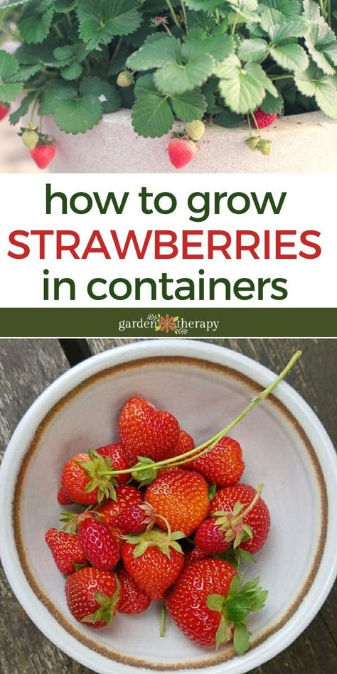 Strawberries in Containers Best Ways To Grow Strawberries, Grow Strawberries In Containers, Growing Strawberries Vertically, Strawberries Growing, Growing Strawberries In Containers, How To Grow Strawberries, Strawberries In Containers, Grow Strawberries, Strawberry Pots