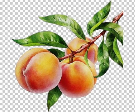 Brush Markers Art, Peaches Tattoo, Healthy Food Illustration, Peach Clipart, Pineapple Illustration, Watercolor And Colored Pencil, Fruit Drawing, Apple Illustration, Fruits Decoration