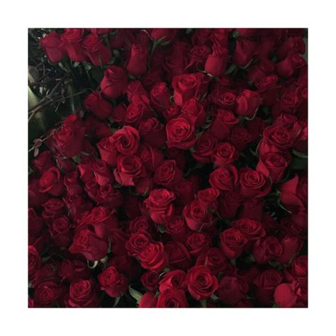 SHEEZUS ❤ liked on Polyvore featuring pictures Maroon Aesthetic, Burgundy Aesthetic, Hopeless Fountain Kingdom, Rose Hathaway, Gryffindor Aesthetic, Lizzie Hearts, Rosé Aesthetic, Aesthetic Red, In Full Bloom