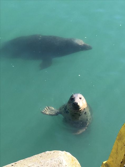 Seals in Howth, Ireland Ireland Autumn, Howth Ireland, Lough Derg Ireland, Giant's Causeway Ireland, Grey Seal, Ireland Weather, Inch Beach Ireland, Eyre Square Galway Ireland, Polar Bear