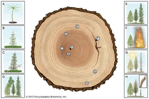 Growth ring | plant anatomy | Britannica Reggio Art, Plant Anatomy, Douglas Fir Tree, Junior Ranger, Cell Forms, Tree Structure, Tree Growth, General Science, Tree Theme