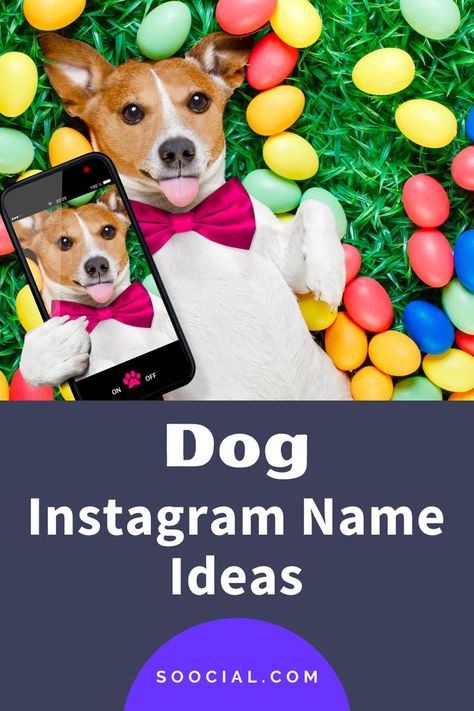 Dog Instagram Accounts Names, Dog Instagram Username Ideas, Cute Instagram Names, Instagram Name Ideas, Usernames For Instagram, Dog Instagram, Instagram Username Ideas, Name For Instagram, Instagram Names