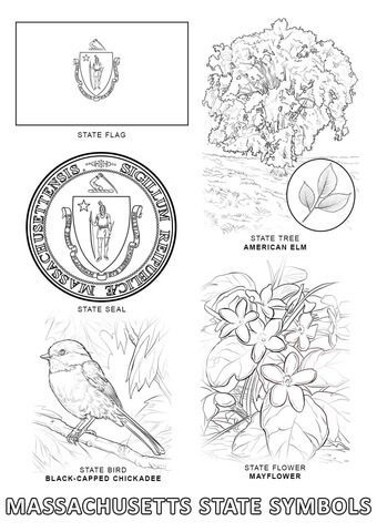 Massachusetts State Symbols Coloring page | State symbols, Coloring pages, States project Kentucky State Flower, Texas Symbols, Coloring Page Free Printable, Military Ranks, Flag Coloring Pages, State Symbols, Coloring Pages Inspirational, American Symbols, Tree Coloring Page