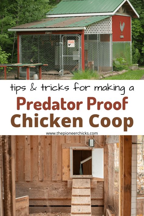 How to Predator Proof the Chicken Coop - The Pioneer Chicks Predictor Proof Chicken Coop, Coyote Proof Chicken Coop, Bear Proof Chicken Coop, Predator Proof Chicken Coop, Chicken Hatchery, Chicken Raising, Raising Chicken, Chicken Poop, Backyard Chicken Coop Plans