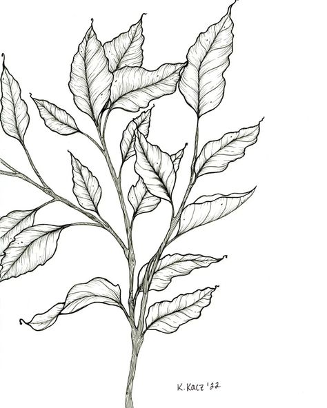 Pen Leaf Drawing, Leaves Line Drawing, Leaf Line Drawing, Plants Sketch, Outdoor Illustration, Leaf Line Art, Boho Canvas Art, Leaves Drawing, Leaves Sketch