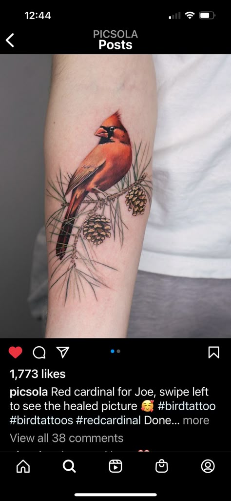 Cardinal On Pine Branch Tattoo, Pine Tree With Cardinal Tattoo, Cardinal In Tree Tattoo, Cardinal On Branch Tattoo, Northern Cardinal Tattoo, Realistic Cardinal Tattoo, Cardinal Bird Tattoos For Women, Hummingbird And Cardinal Tattoo, Cardinal Flower Tattoo