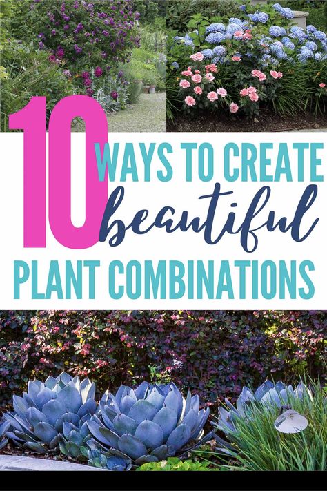 Plant Combinations: 10 Tips For Creating Flower Combinations That Work | Gardening Perennials Low Maintenance, Flower Combinations, Easy Backyard Diy, Long Blooming Perennials, Sun Loving Plants, Short Plants, Shade Perennials, Evergreen Plants, Hardy Perennials