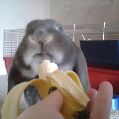 Rabbit eating banana. Bunny Eating Banana, Bunny Eating, Eating Banana, Eating Bananas, Rabbit Eating, Jack Rabbit, Bugs Bunny, Rabbits, Animals