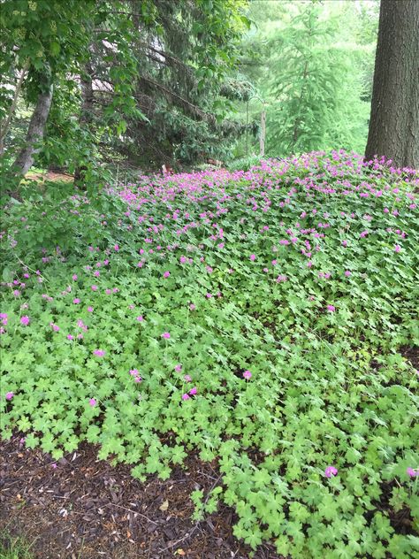 Big Root Geranium - lush ground cover. Woodland Path, Dry Shade Plants, Stone Garden Paths, Woodland Gardens, Garden Pathways, Wild Geranium, Geranium Plant, Side Yard Landscaping, Ground Covers