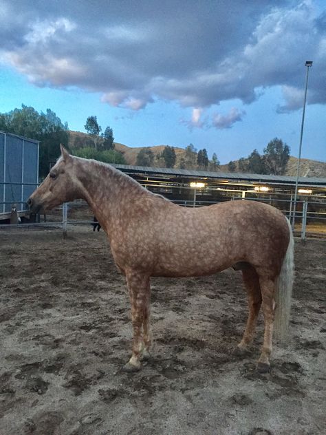 Palomino Horses, Horse Herd, Morgan Horses, Horse Markings, Amazing Horses, Gorgeous Horses, Horse Colors, Palomino Horse, Morgan Horse