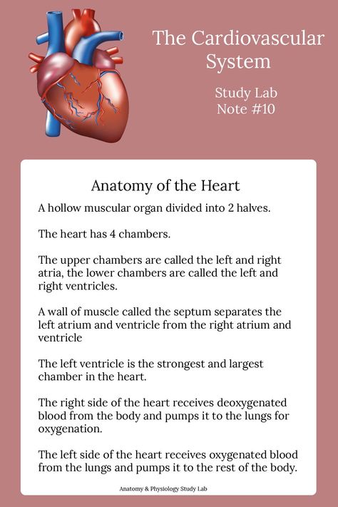 Anatomy And Physiology Study, Ma Notes, Physiology Study, Teas Test, Cardiac Cycle, The Circulatory System, Basic Anatomy And Physiology, Medical Student Study, Heart Anatomy