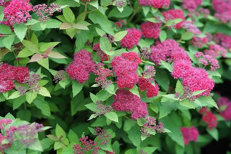 Proven Winner Double Play Doozie Spirea, 2 Gal, Red to Purple Flowers Nursery Video, Proven Winners, Sandy Soil, Types Of Soil, Planting Seeds, Early Spring, Healthy Happy, Brilliant Colors, Lawn Garden