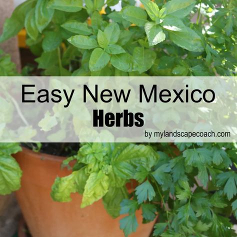 Easy herbs for New Mexico New Mexico Landscape Ideas, New Mexico Gardening, New Mexico Garden, New Mexico Homestead, Native New Mexico Plants, New Mexico Nature, Desert Plants Landscaping, Santa Fe New Mexico Dog Friendly, Courtyard Plants