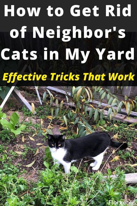 How to Get Rid of Cats How To Keep Cats Out Of Sand Boxes, How To Repel Stray Cats, Cat Yard Deterrent, Natural Cat Repellent Yards, How To Get Rid Of Cats, Stray Cat Repellent Yards, How To Repel Cats From Yard, Stop Cats From Pooping In Yard, Natural Cat Deterrent