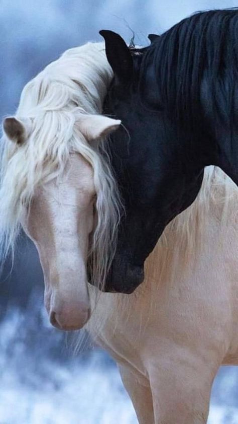 Black And White Horses, Beautiful Horses Photography, Beautiful Horse Pictures, Horse Aesthetic, Most Beautiful Horses, Majestic Horse, Horse Drawings, All The Pretty Horses, White Horses