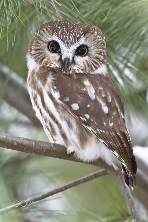 Drawing Owl House, Northern Saw Whet Owl, Wet Owl, Drawing Owl, Wild Owl, Owls Cute, Owl Drawings, Saw Whet Owl, Owl Drawing