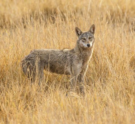 Indian Wolf, Gray Wolf, Grey Wolf, Endangered Species, Wolves, Grey