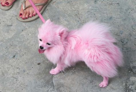 Dyeing your dog's hair is easy. Find out how to dye your dog's hair with Kool-Aid by visiting our website. Dog Hair Dye, Baby Pomeranian, Dog Dye, Cute Pomeranian, Pet Halloween Costumes, Pink Animals, Pomeranian Dog, Blue Merle, Dog Holiday