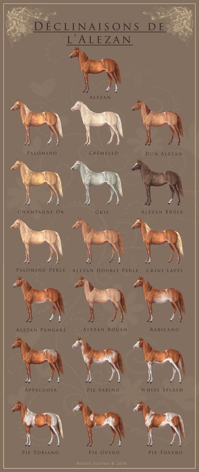 Alezan Gene Sheet - Commish I by HocusPlotus on DeviantArt Horse Color Chart, Horse Coat Colors, Horse Facts, Ref Sheet, Horse Info, Horse Anatomy, Types Of Horses, All About Horses, Horse Drawing