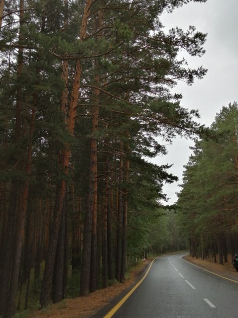 road aesthetic Canadian Forest Aesthetic, Forest Road Aesthetic, Forest Nature Aesthetic, Wolves Aesthetic, Road Aesthetic, Dr Visuals, Canadian Forest, Streamer Dr, Vivid Dreams