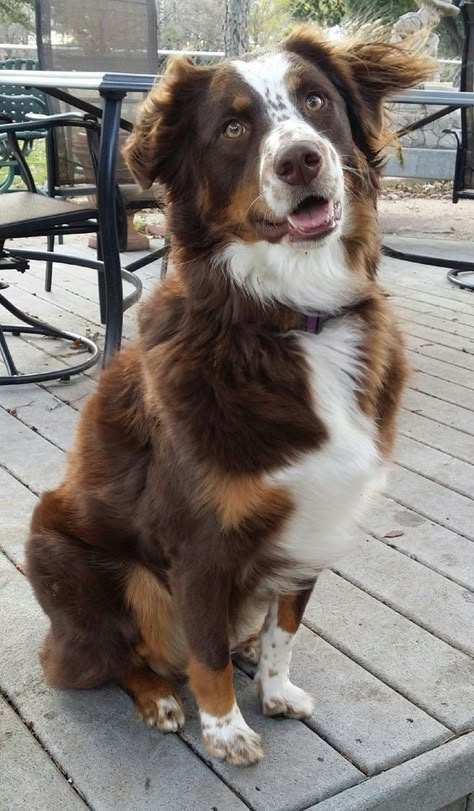 Red Tri Australian Shepherd, Aussie Puppy, Aussie Puppies, Aussie Dogs, Australian Shepherd Dogs, Australian Shepherds, Collie Dog, Border Collies, Shepherd Puppies