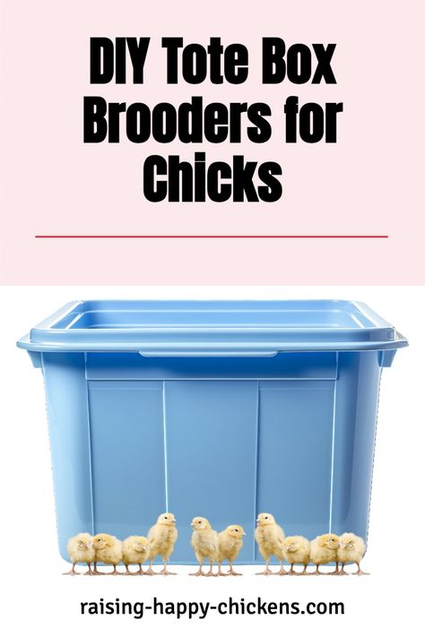 Here's a simple, inexpensive idea for a DIY chicken brooder tote for baby chick housing. Let’s look at ideas for a simple, small brooder for chicks which you can make inexpensively and contains everything your new chickies need in their first couple of weeks post-hatch. You'll also be able to use it year after year no matter how often you raise new chicks! Continue reading >> Diy Chick Brooder Ideas, Easy Diy Chicken Brooder, Baby Chick Brooder Diy, Chicken Brooder Ideas, Diy Chicken Brooder, Raised Chicken Brooder, Chic Brooder Ideas, Chicken Brooder Box, Plastic Tote Chicken Brooder