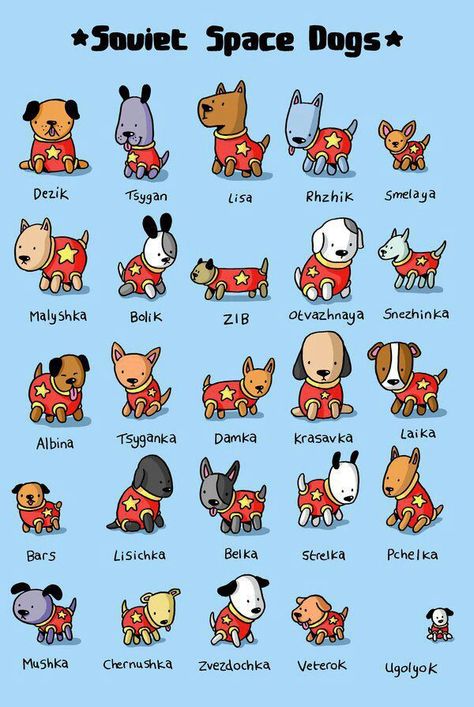 Space dogs! Soviet Space Dogs, Dog In Space, Belka And Strelka, Laika Dog, Space Dogs, Dog Infographic, Space Animals, Space Dog, Lion Dog