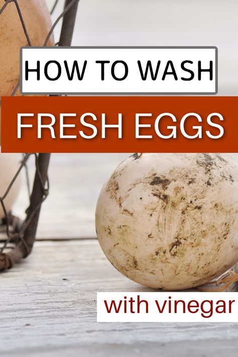 dirty farm eggs Cleaning Farm Fresh Eggs, How To Wash Fresh Eggs, How To Sell Farm Fresh Eggs, How To Clean Farm Fresh Eggs, How To Wash Farm Fresh Eggs, Farm Fresh Eggs Storing, Farm Eggs, Fresh Chicken, Remove Stains