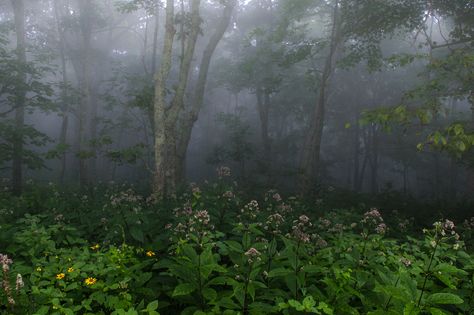 Mountain Flowers in Fog | by cs_hammer Mountain Flowers, Trees, Forest, Laptop, Tumblr, Plants, Flowers, Green, Nature