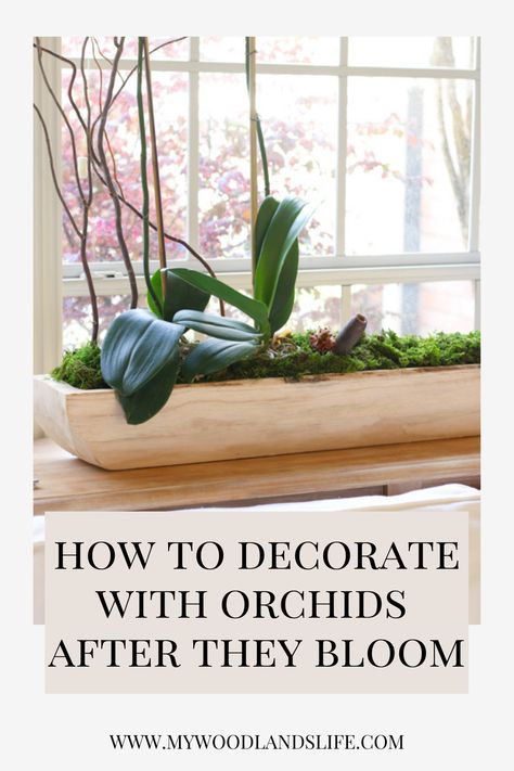 Orchid Bedroom Decor, Creative Orchid Display, Orchid Living Room, How To Display Orchids Inside, Large Orchid Arrangement, Indoor Orchid Display, Orchid Shelf Ideas, Orchid Planting Ideas, Orchid Display Ideas Indoor