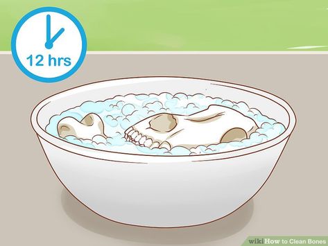 How To Clean And Preserve Animal Bones, Cleaning Animal Bones, Cleaning Animal Skulls, How To Bleach Animal Bones, How To Clean Animal Skulls, How To Clean Bones Animals, Where To Find Animal Bones, How To Clean Animal Bones, How To Clean A Cow Skull