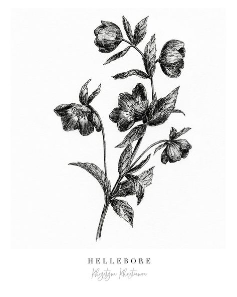 Hellebore Fine Art Giclee Print Wall Decor Black Ink | Etsy Poisonous Flowers Illustration, Hellebore Line Drawing, Poisonous Botanical Illustration, Hellebore Flower Drawing, Black Hellebore Tattoo, Hellebore Drawing, Black Hellebore, Hellebore Flower Tattoo, Hellebore Tattoo