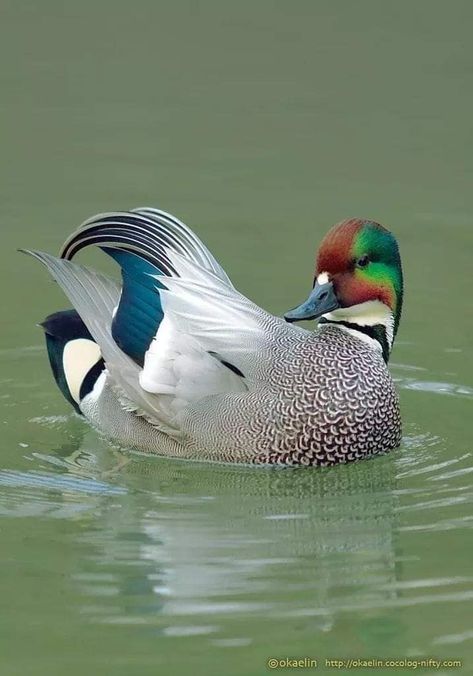 duck Duck And Ducklings, Shorebirds, A Duck, Duck Hunting, Bird Pictures, Exotic Birds, Pretty Birds, Bird Photo, Colorful Birds