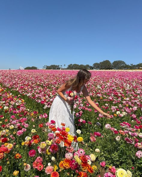 nothing like frolicking through the flower fields in a cute new spring outfit !!! 🌸🌷🌺 20ALI @princesspollyboutique #springoutfit #springtime #outfitinspiration #springoutfits #springoutfitideas #pinterest #pinterestinspired #pinterestgirl Spring Vision Board, Spring Core, Flower Picking, Spring Mood Board, Flower Picks, Picking Flowers, Spring Pictures, Spring Girl, Spring Inspo