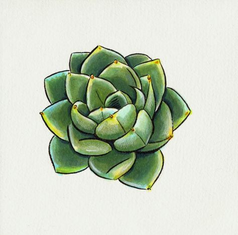 Materials: Kaimai Sol K Ink, Copic Sketch markers, various watercolors, Caran d'Ache Pablo watercolor pencils, Winsor Newton White Gouache, Fluid Cold Press ... Succulent Tattoo, Succulents Illustration, Succulents Drawing, Cactus Drawing, Succulent Art, Copic Sketch Markers, Caran D'ache, Copic Sketch, Cactus Art