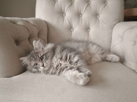 Unusual Cats, Siberian Forest Cat, Siberian Kittens, Siberian Cats, Soul Therapy, Grey Kitten, Siberian Cat, Grey Cat, Gorgeous Cats