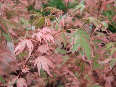 Acer palmatum 'Taylor' Japanese maple Autumn Leaf Color, Japanese Maple Tree, Acer Palmatum, Scottish Islands, Isles Of Scilly, Japanese Maple, Maple Tree, Leaf Coloring, Deciduous Trees