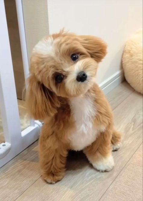 Cute Fluffy Dogs, Cute Small Dogs, Teacup Pomeranian, Very Cute Puppies, Really Cute Puppies, Super Cute Puppies, Cute Small Animals, Cutest Puppies, 강아지 그림