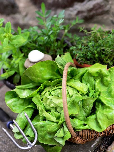 Salad Herbs Garden, #Salad, #Garden, #Herbs Home Herb Garden, Salad Herbs, Salad Garden, Plant Herbs, Herb Plants, Herbs Garden, Garden Herbs, Types Of Herbs, Animation Videos