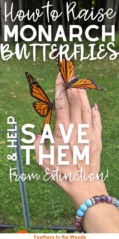 Hand with 2 monarch butterflies on it ready for release Monarch Butterfly Enclosure, How To Raise Caterpillars, Monarch Butterfly Homeschool, Monarch Butterfly Growing, Remove Cat Urine Smell, Monarch Butterfly Habitat, Raising Monarch Butterflies, Butterfly Sanctuary, Raising Butterflies