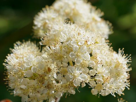 A flower from a mountain ash tree Mountain Ash Tree, Macro Pictures, Mountain Ash, Ash Tree, Dark Lord, Tree Tattoo, Star Sign, Black Dog, Macro Photography