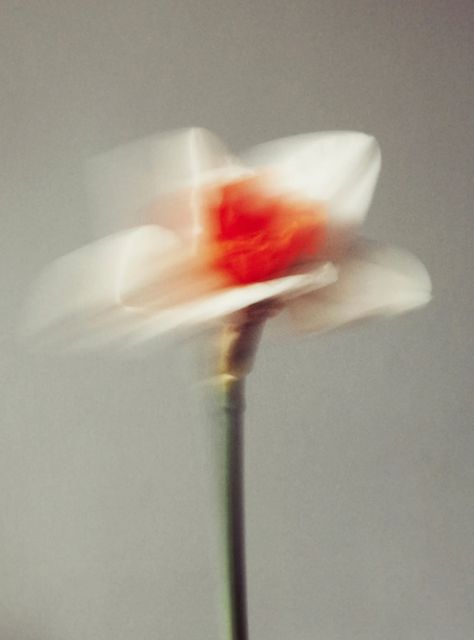 Jack Davison, Flower Photography, Life Photography, Photography Inspo, Still Life Photography, New Yorker, Editorial Photography, Product Photography, Wabi Sabi