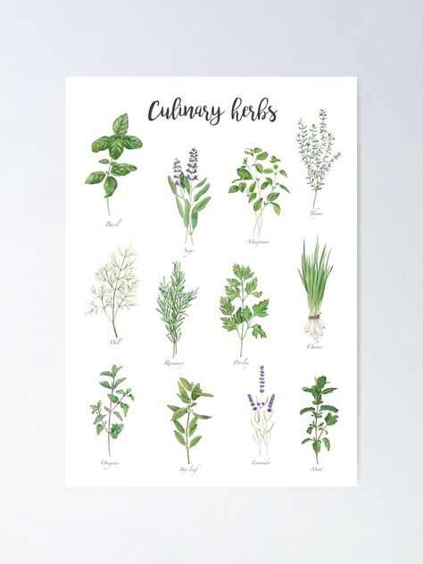 "Culinary herbs" Poster by InnaPatiutko | Redbubble Herbs Poster, Watercolor Herbs, Herb Art, Herb Prints, Poster Watercolor, Culinary Herbs, Hand Lettering Alphabet, Linocut, Lettering Alphabet