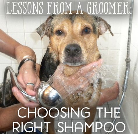 How to choose the shampoo that's best for your dog. osseous, CC BY 2.0, via Flickr What types of shampoo are there out there, and when, why, and how should you use them? This article is a guide to which shampoo is best for your purposes. You don't... Types Of Shampoo, Flea Shampoo For Cats, Toxic Plants For Cats, Best Dog Shampoo, Teacup Cats, Angora Cats, Coconut Oil For Dogs, Allergic To Cats, Dog Salon