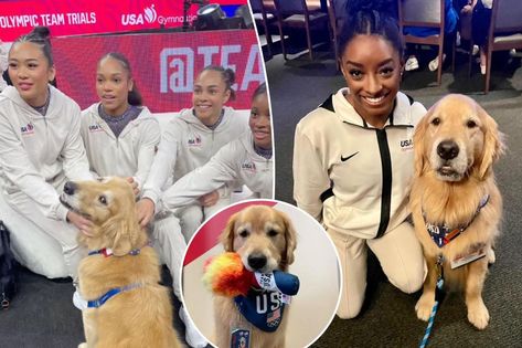 Meet Beacon: Team USA Gymnastics’ therapy dog puts stressed Olympians at ease Team Usa Gymnastics, Old Golden Retriever, Gymnastics Team, Therapy Dog, Usa Gymnastics, Weird But True, Simone Biles, Olympic Team, Therapy Dogs