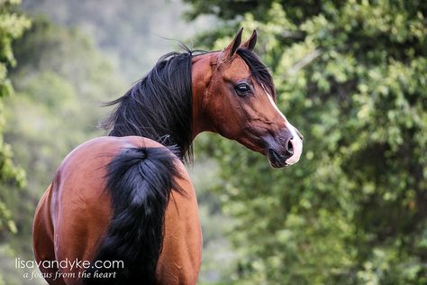 Bay Arabian Horse Looking Back, Arabic Horses, Arabic Horse, Animals Reference, Beautiful Arabian Horses, Artwork Inspiration, Kingdom Animalia, Most Beautiful Animals, Horses And Dogs