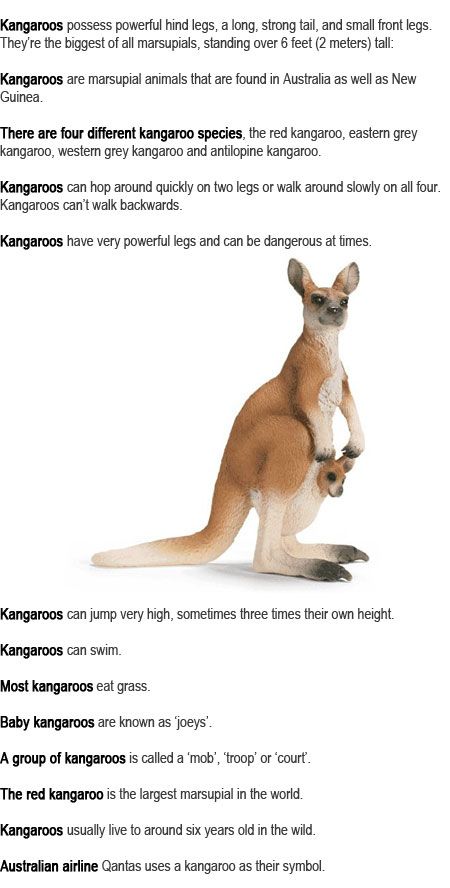 Kangaroo facts for kids http://firstchildhoodeducation.blogspot.com/2013/09/kangaroo-facts-for-kids.html Kangaroo Facts For Kids, Australia Crafts For Kids, Australia Preschool, Kangaroo Facts, Kangaroo Craft, Kangaroo Kids, Natural Playground Ideas, Australia Crafts, Red Kangaroo