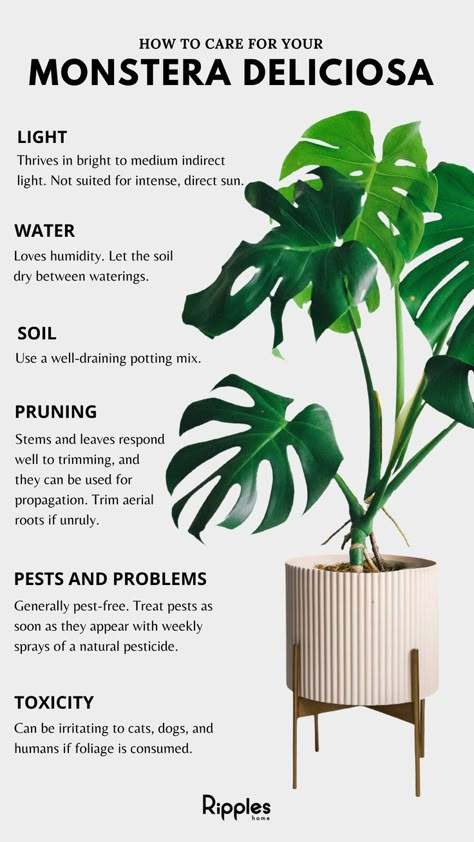 Monstera Plant Home Decor, Monstera Obliqua Care, Different Monstera Plants, Monteserra Plant Care, Monstera Plant Decor Ideas, How To Repot Monstera Deliciosa, Healthy Monstera Plant, Monstra Plant Care, Monstera Plant Care Tips